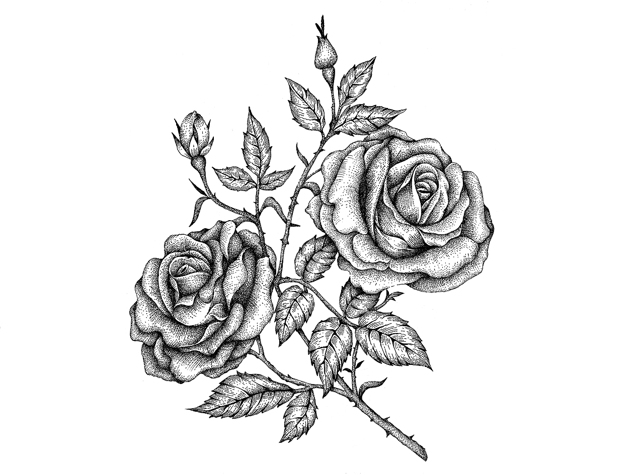 茶野品牌包装插画设计（图ZMjc3NDc5NzIw） - 商业插画 - 站酷设计师张贇ILLUSTRATION原创素材 - 站酷ZCOOL