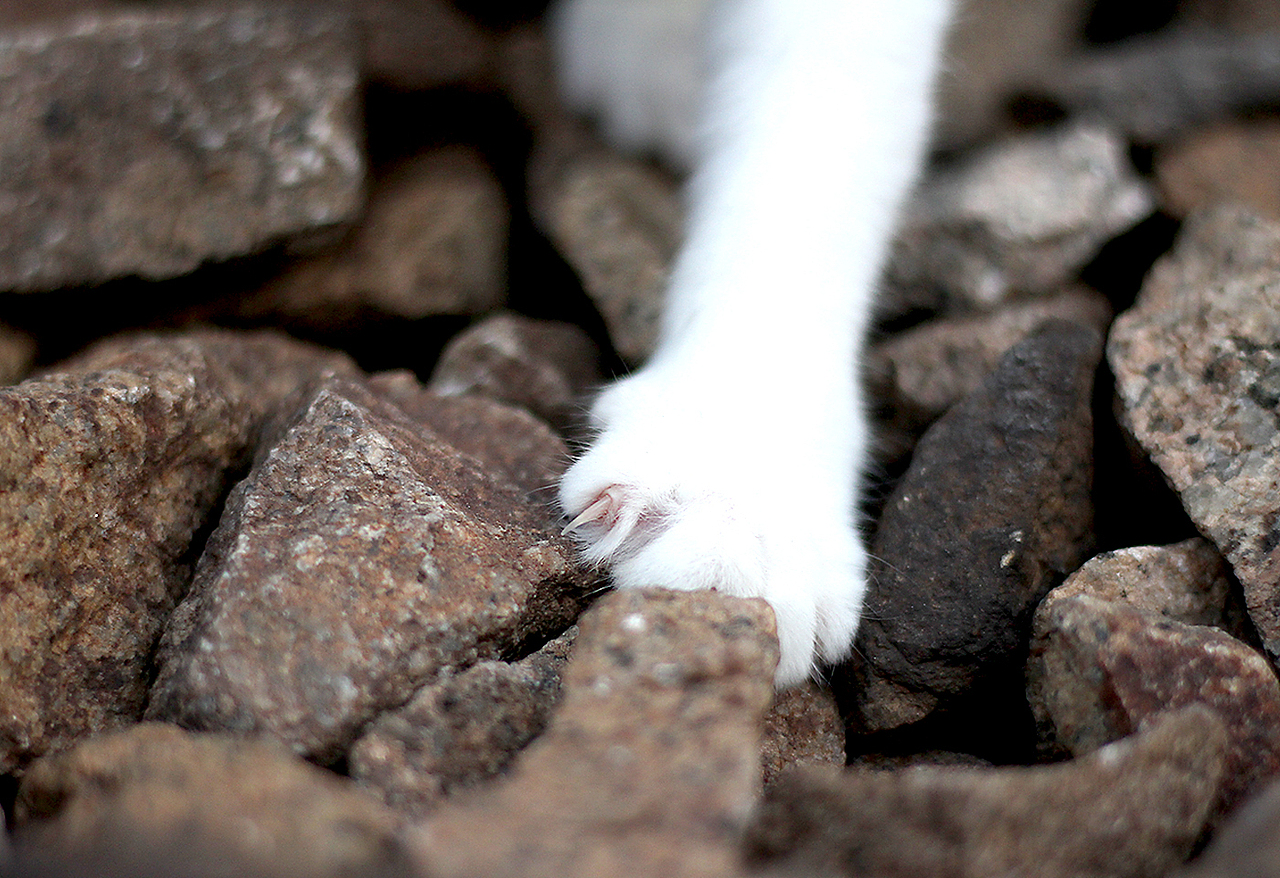 老虎不发威.当我病猫