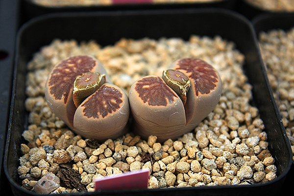 2014年潍坊多肉展-欣赏那些五彩缤纷的自然世界（图ZMjE5NDA1MDQ=） - 风光摄影 - 站酷设计师流景原创素材 - 站酷ZCOOL