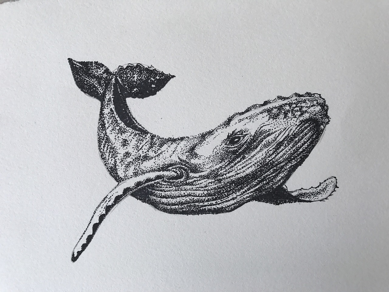 鲸落素描图片