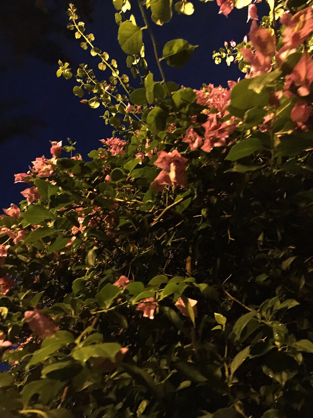 2015纪念之一