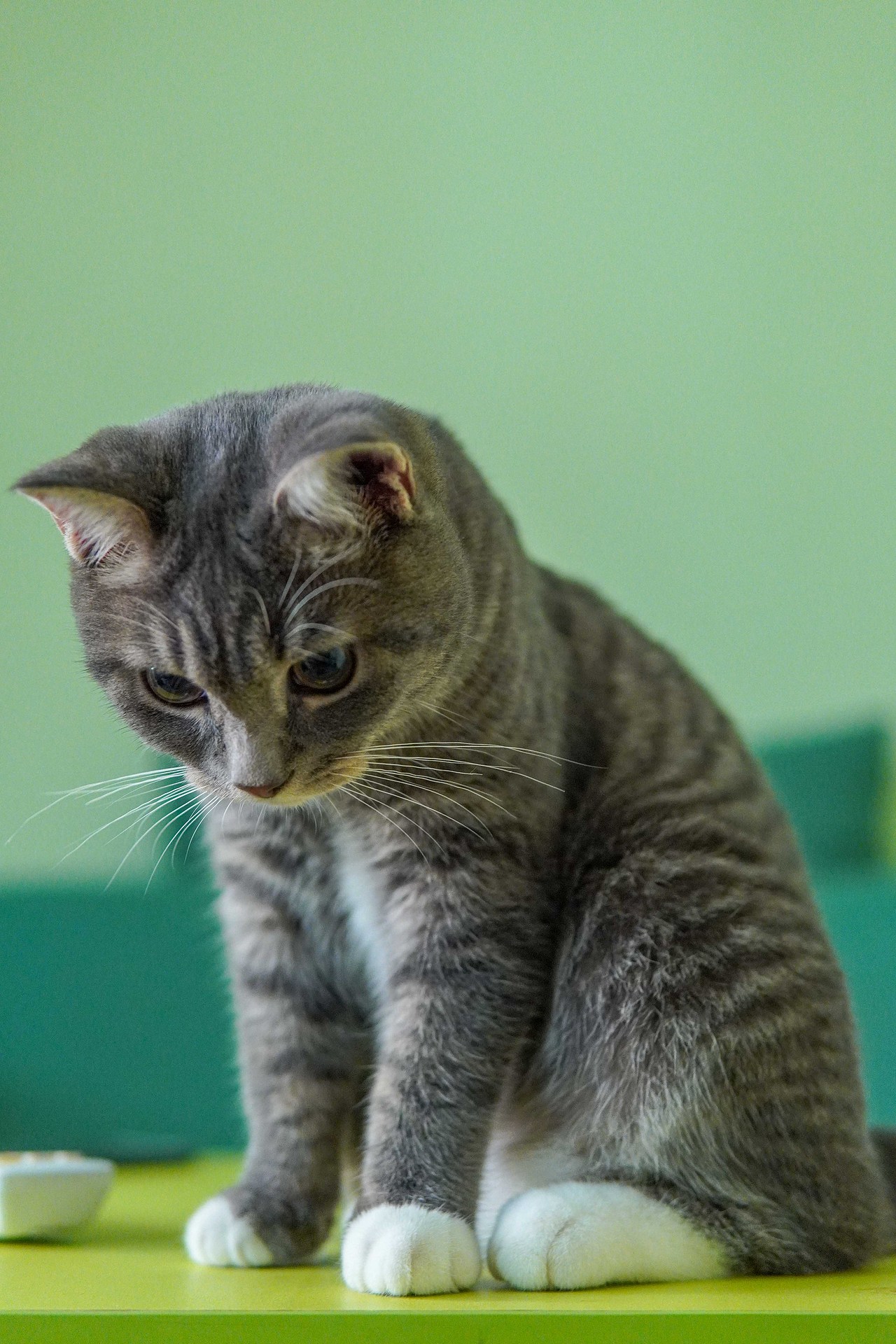 【宠物摄影】与传说中的小小猪🐱见面了~