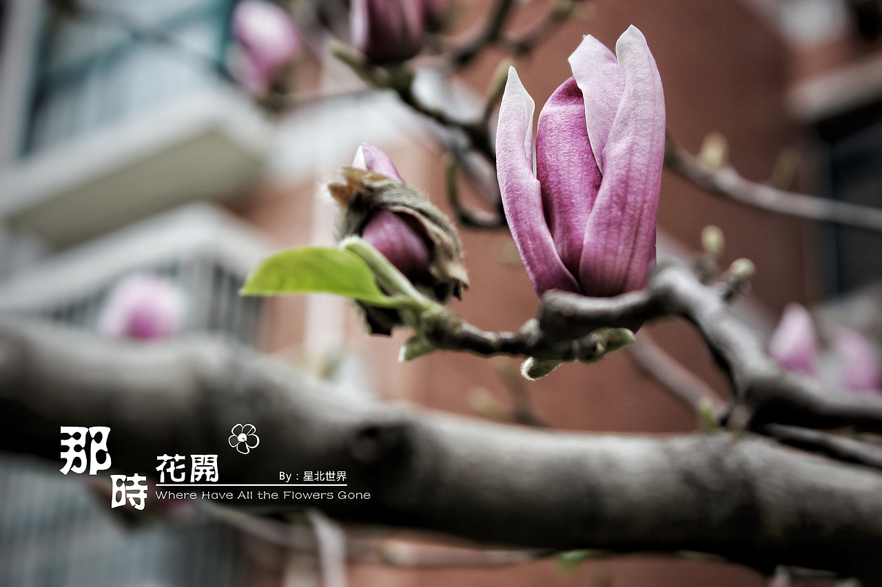未闻花名——那时花开（二）（图ZNzQ4OTA1OTI=） - 修图/后期 - 站酷设计师星北世界原创素材 - 站酷ZCOOL