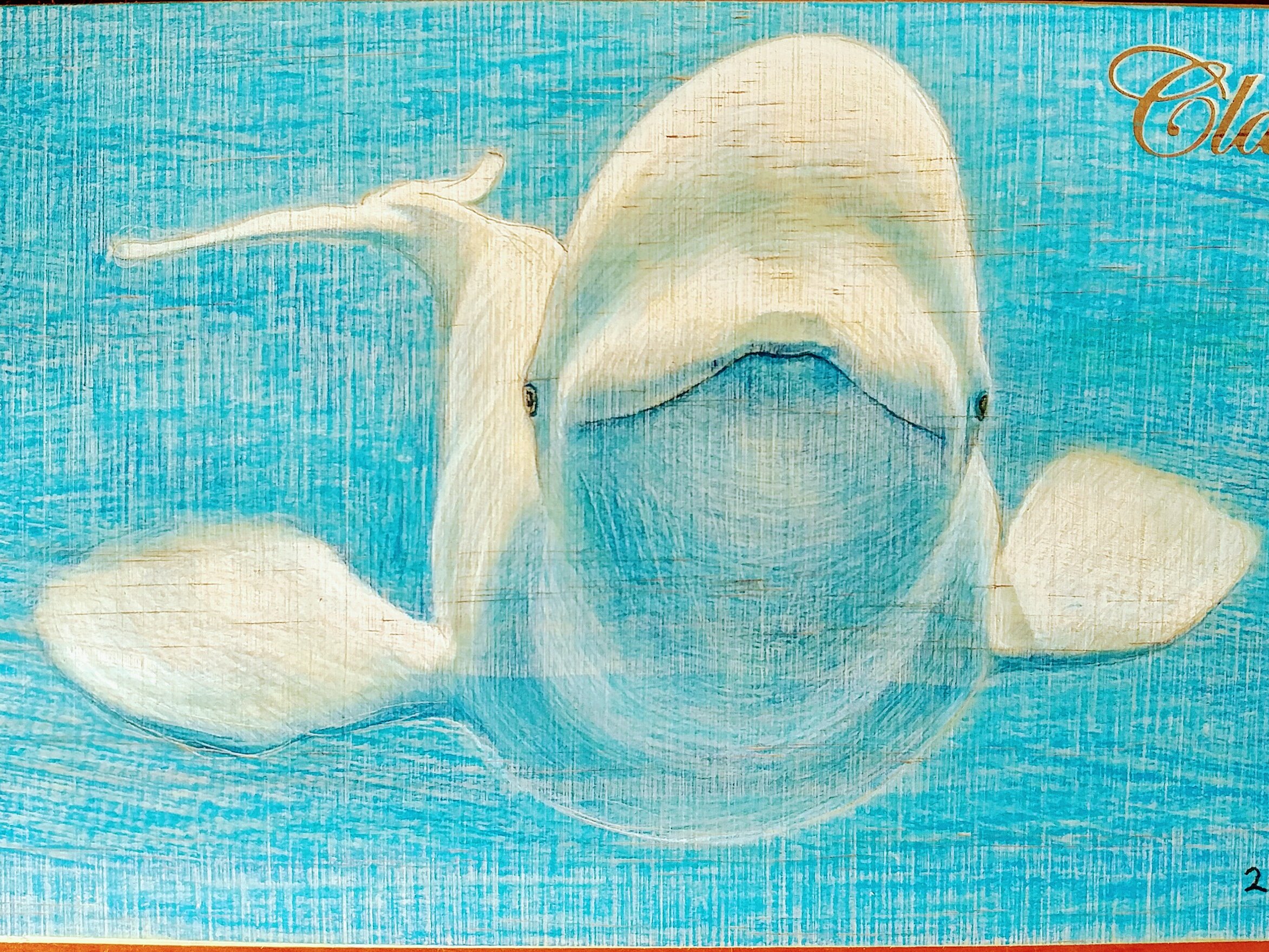 看海豚和白鲸表演 | 臧科艺术网