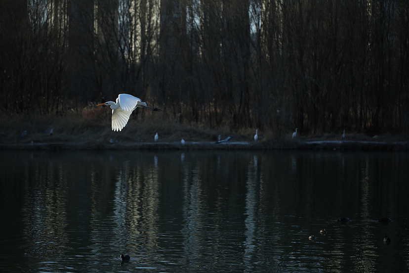 城市湿地 绿水白鹭