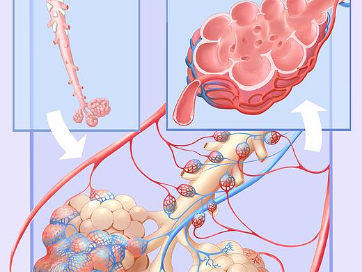 医学插画｜肺泡