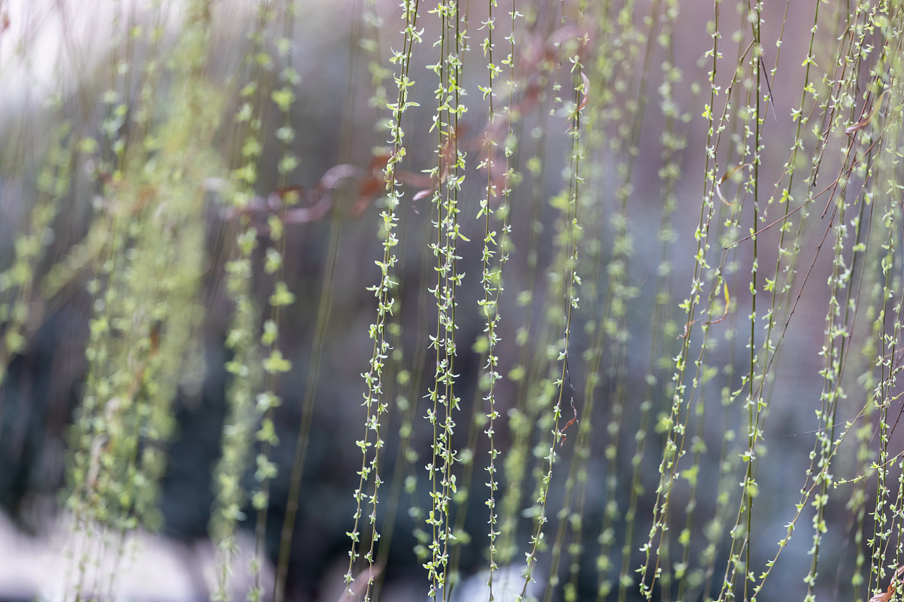 重庆南川:春风杨柳万千条