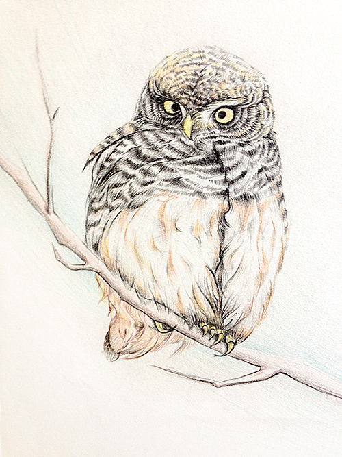 猫头鹰 彩铅