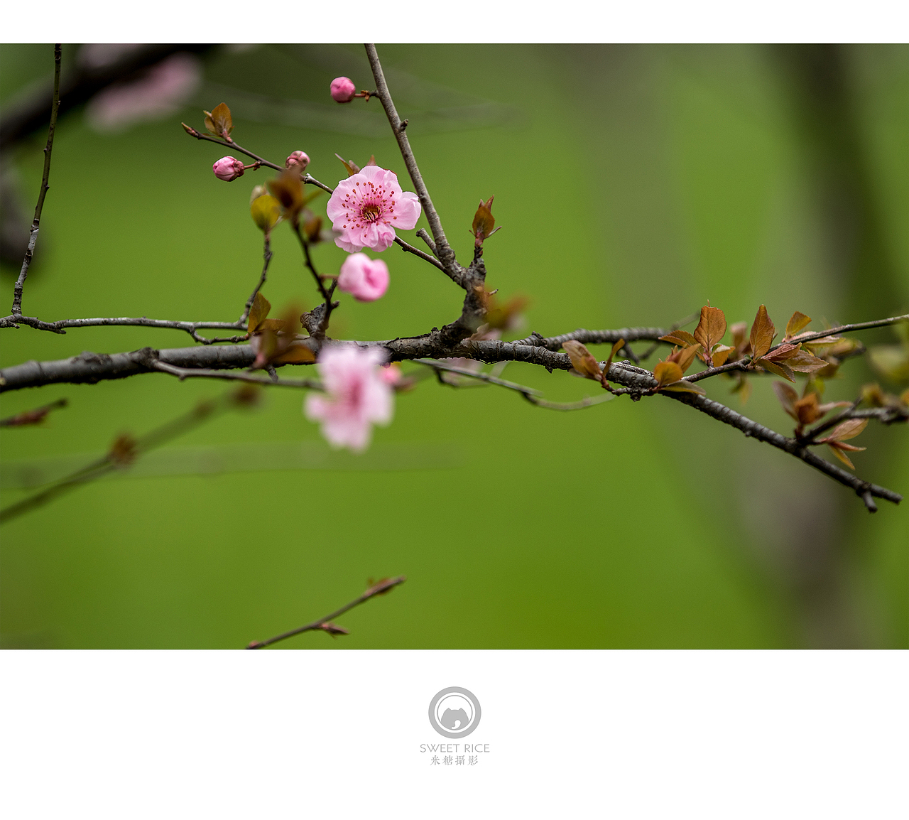 青雨嗅春（图ZNDQwOTU0NTY=） - 风光摄影 - 站酷设计师挂糖原创素材 - 站酷ZCOOL