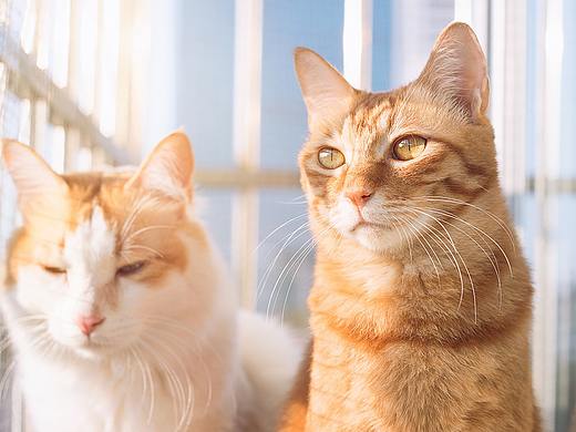 猫-冬日闲情（个人主页-ZMjU2MDI4MTY=） - 宠物摄影 - 站酷设计师crislove原创素材 - 站酷ZCOOL