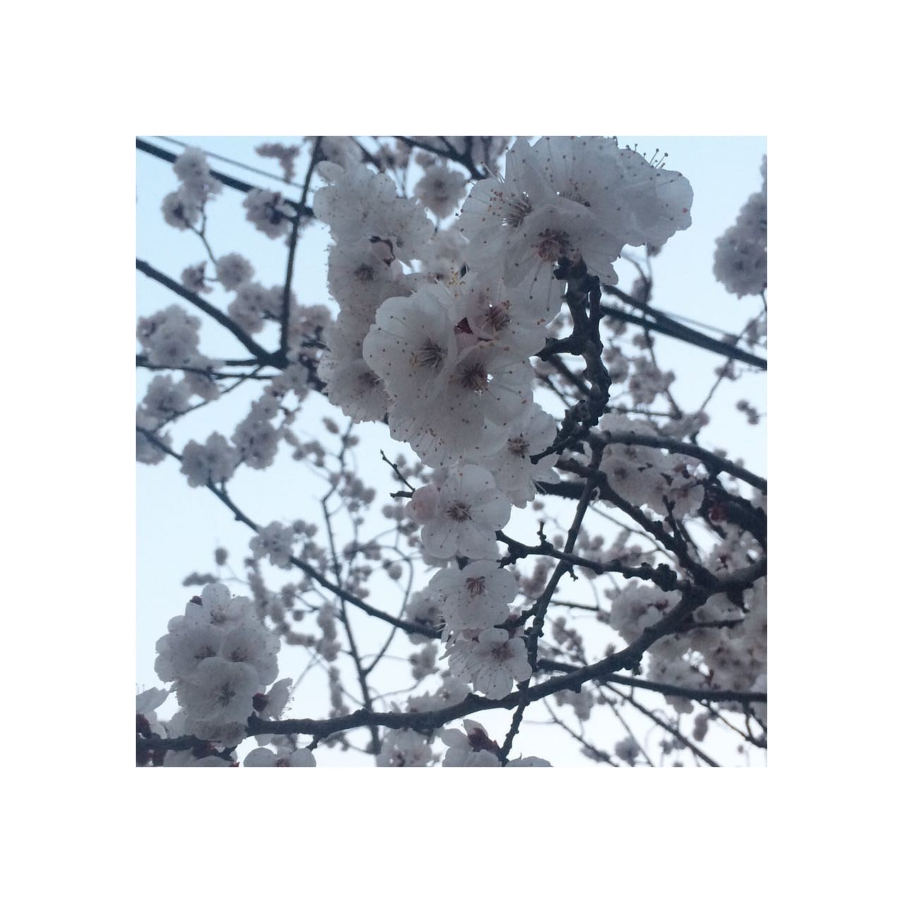 春意盎然（图ZNzM5MzA5NjQ=） - 产品摄影 - 站酷设计师小璐爱吃肉原创素材 - 站酷ZCOOL