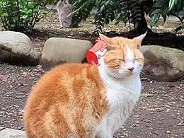 #紅鼻子小小人食記# 采桑季