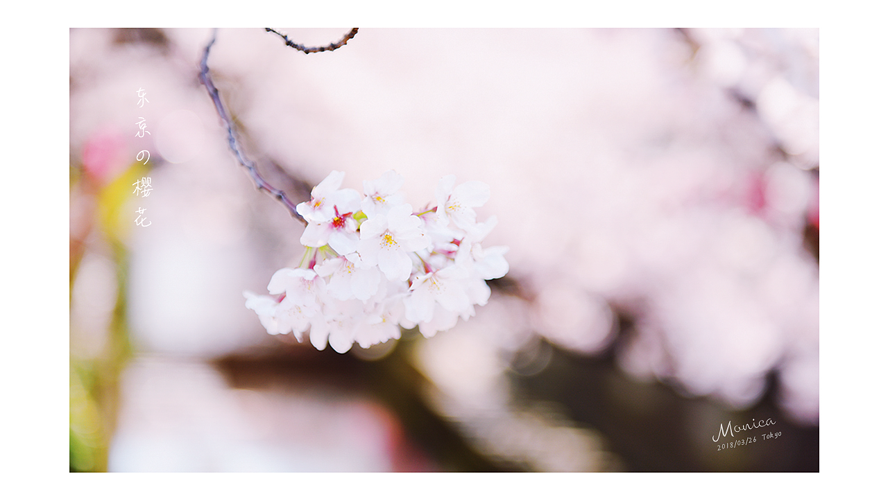 東京の櫻花，爛漫的年華（圖ZMTA5NTA3Njg4） - 風光攝影 - 站酷設計師Miss_Mo原創(chuàng)素材 - 站酷ZCOOL