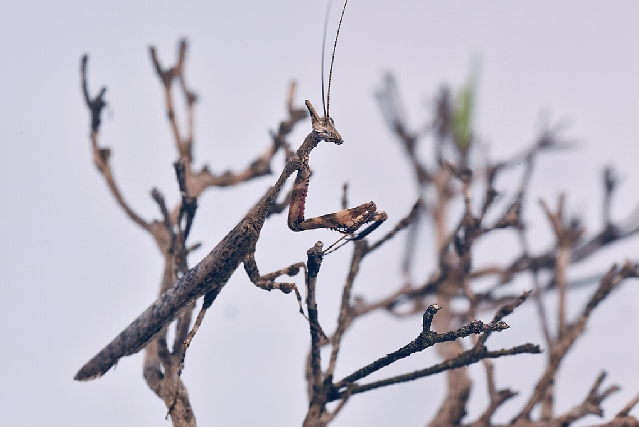天目屏顶螳螂（中国特有珍稀种） |摄影|其他摄影|I虫趣汇I_原创作品-站酷ZCOOL