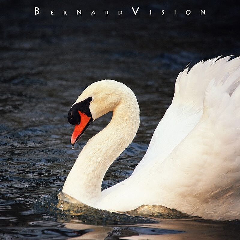 水中仙子（圖ZNzg5MjIxODA=） - 寵物攝影 - 站酷設計師BERNARDVISION原創(chuàng)素材 - 站酷ZCOOL