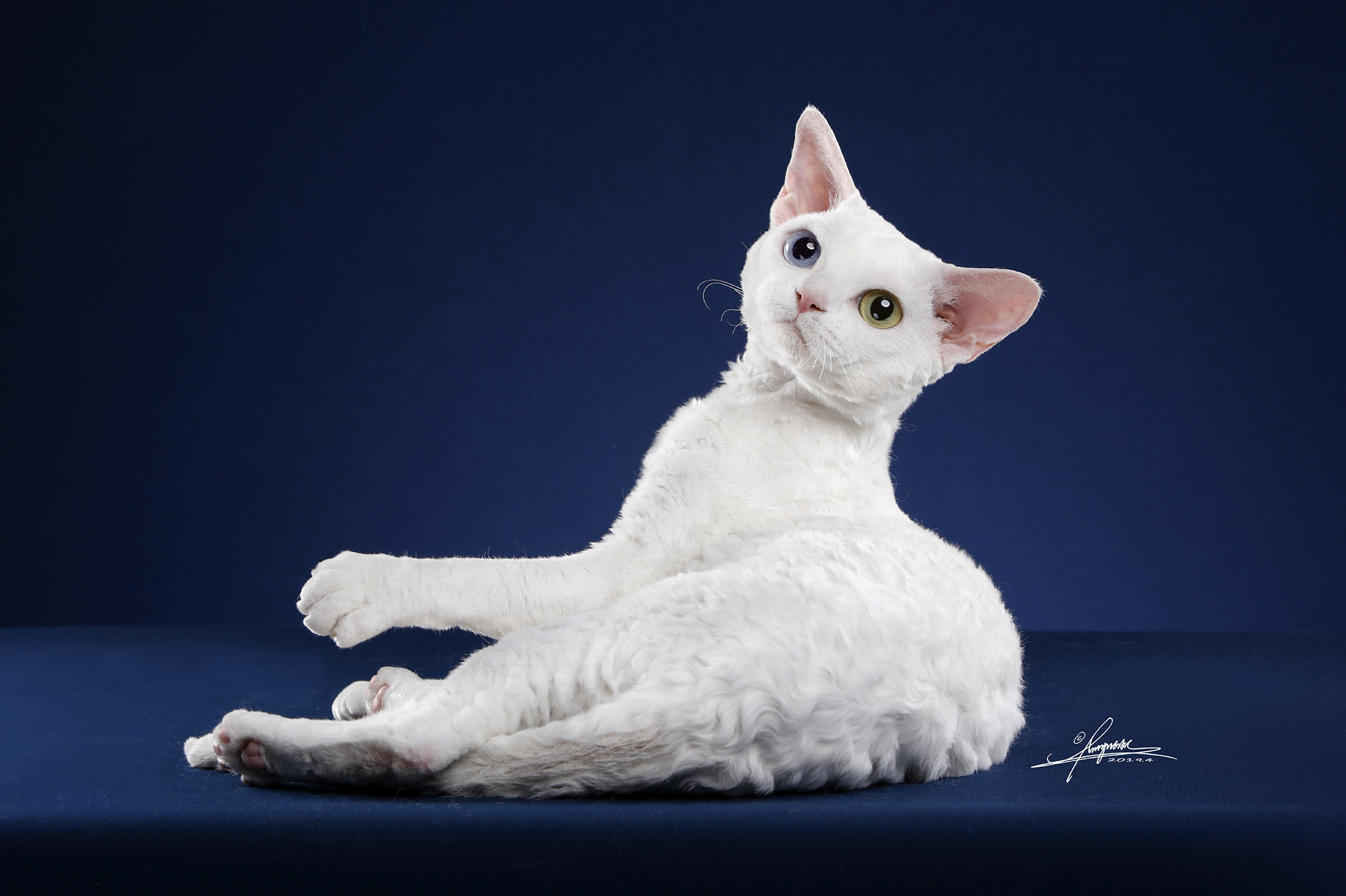 德文卷毛猫|摄影|动物|AMYWORKS赛猫摄影 - 原创作品 - 站酷 (ZCOOL)