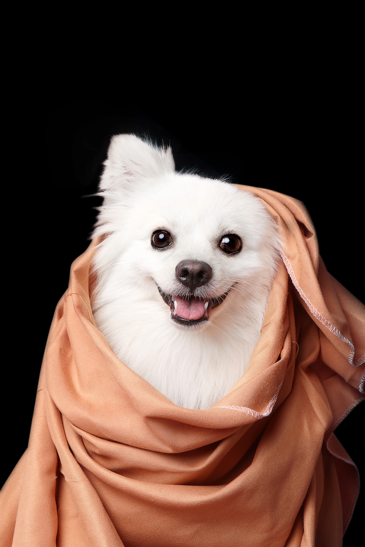 银狐犬十一的首次写真