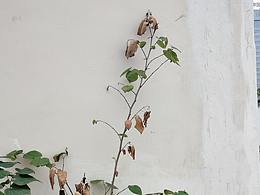 实景日系动漫化