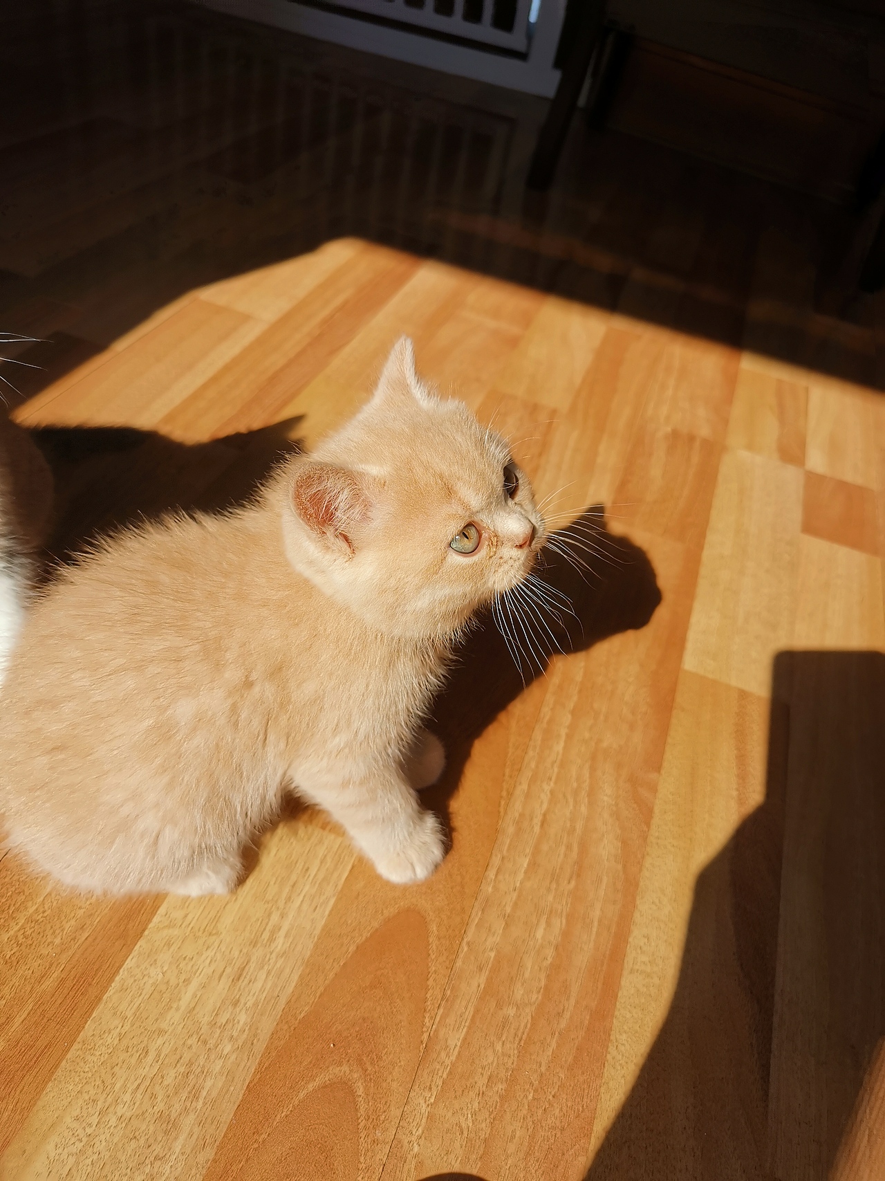 沐米猫舍英短编号112英短纯乳色五粉橘猫