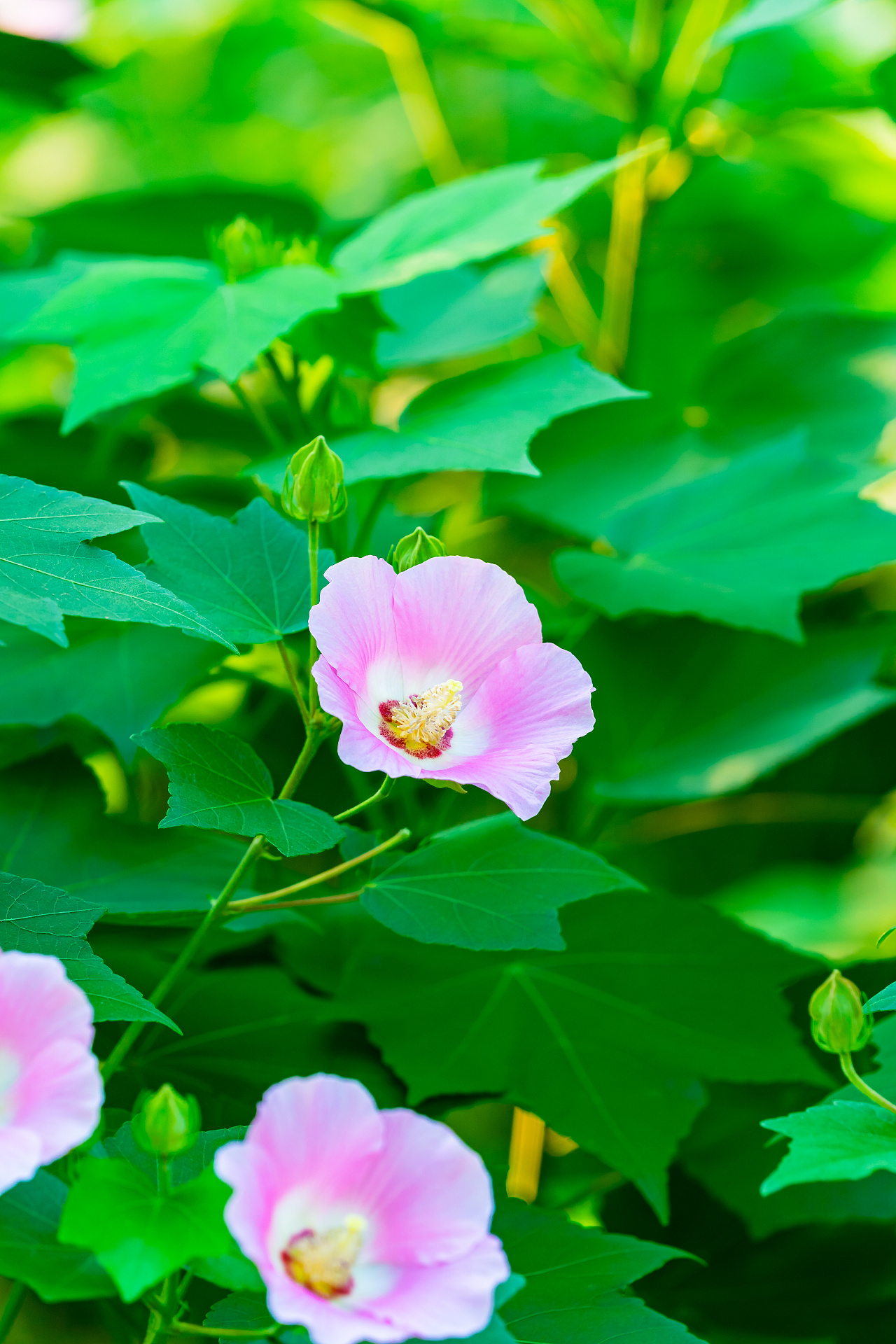 木芙蓉
