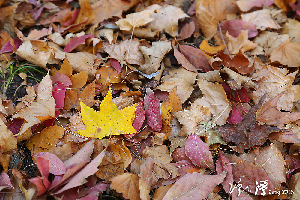 长春净月潭秋游（图ZMzUzNzU4MjQ=） - 风光摄影 - 站酷设计师marinetzk原创素材 - 站酷ZCOOL