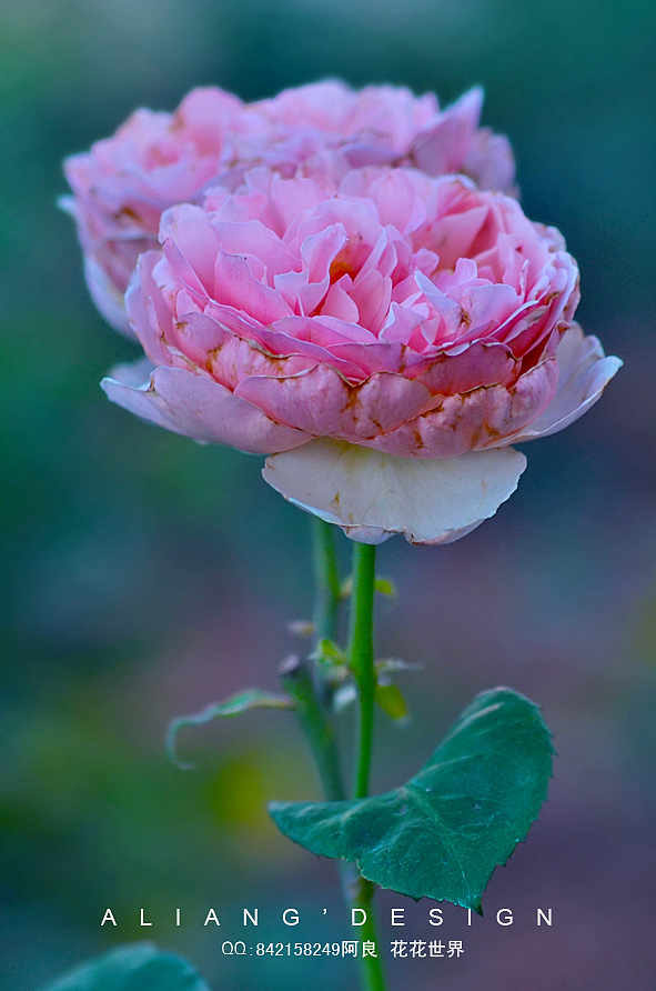 通透精美大气-花花世界（图ZMjY0ODg1OTY=） - 风光摄影 - 站酷设计师阿良品牌设计原创素材 - 站酷ZCOOL