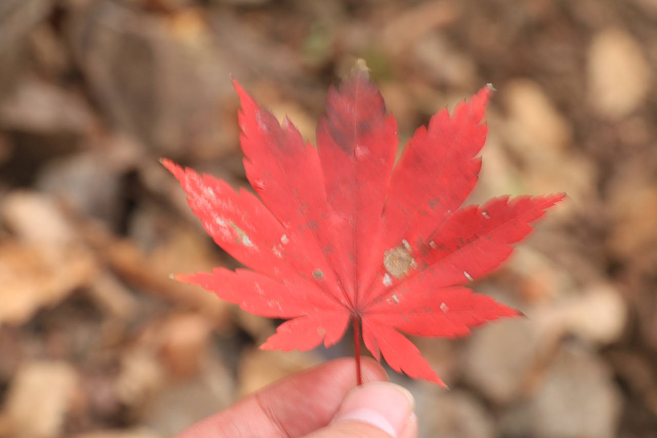 加拿大枫叶红似火 秋景“醉”游人