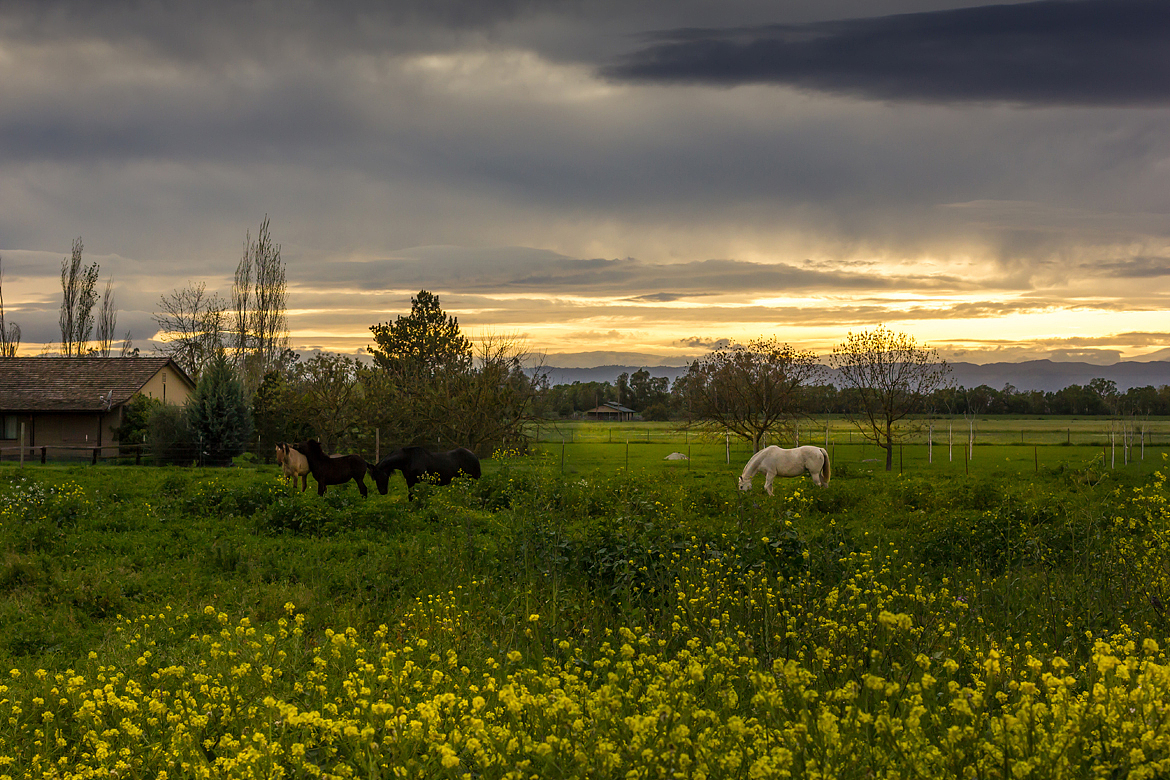 骑单车到 Woodland, CA
