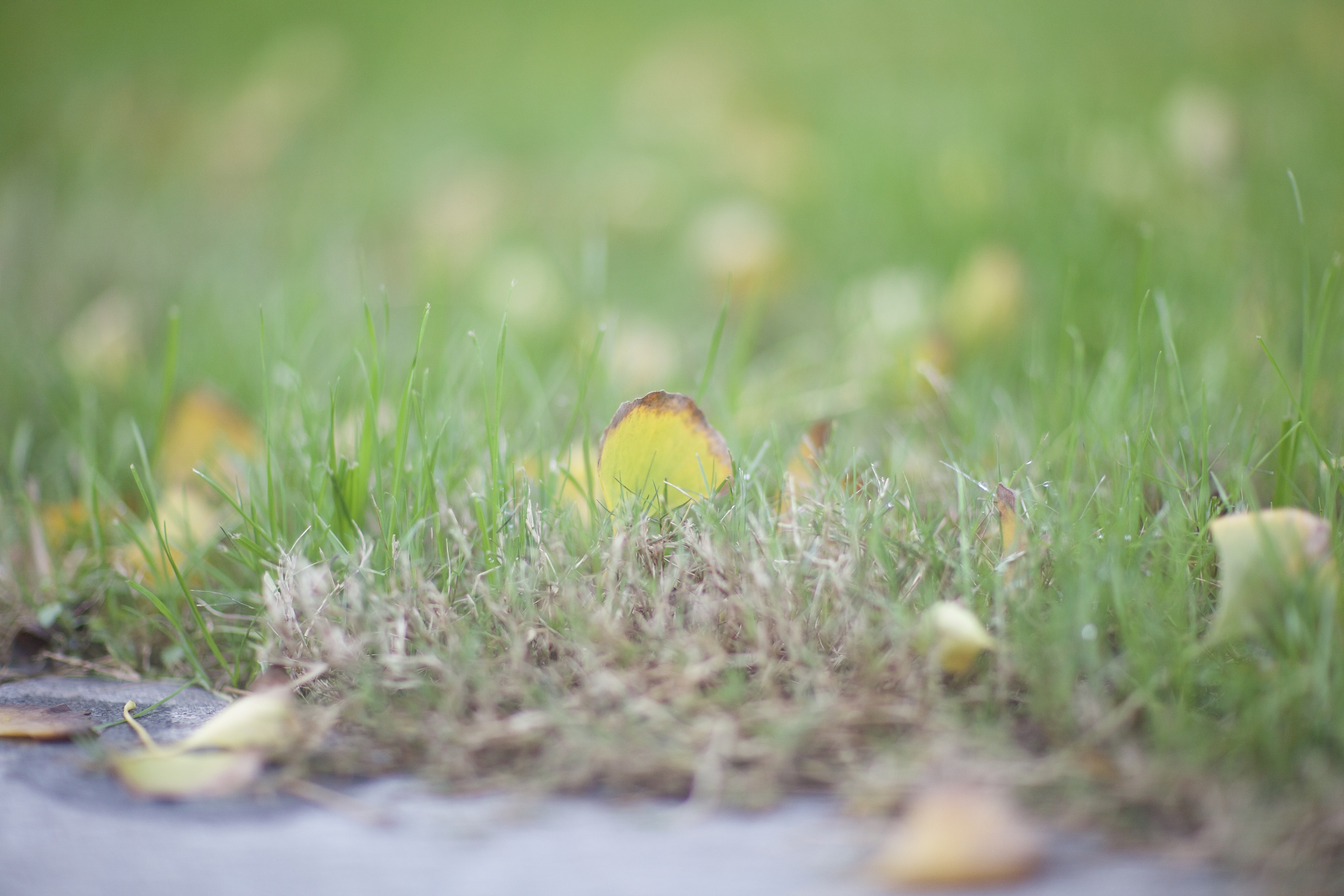 雨天落下的银杏叶