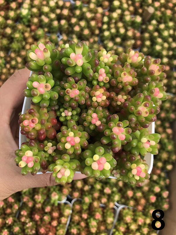 云南东南亚多肉绿植（图ZMTU1NDUyMDA0） - 产品摄影 - 站酷设计师绿植玩家原创素材 - 站酷ZCOOL