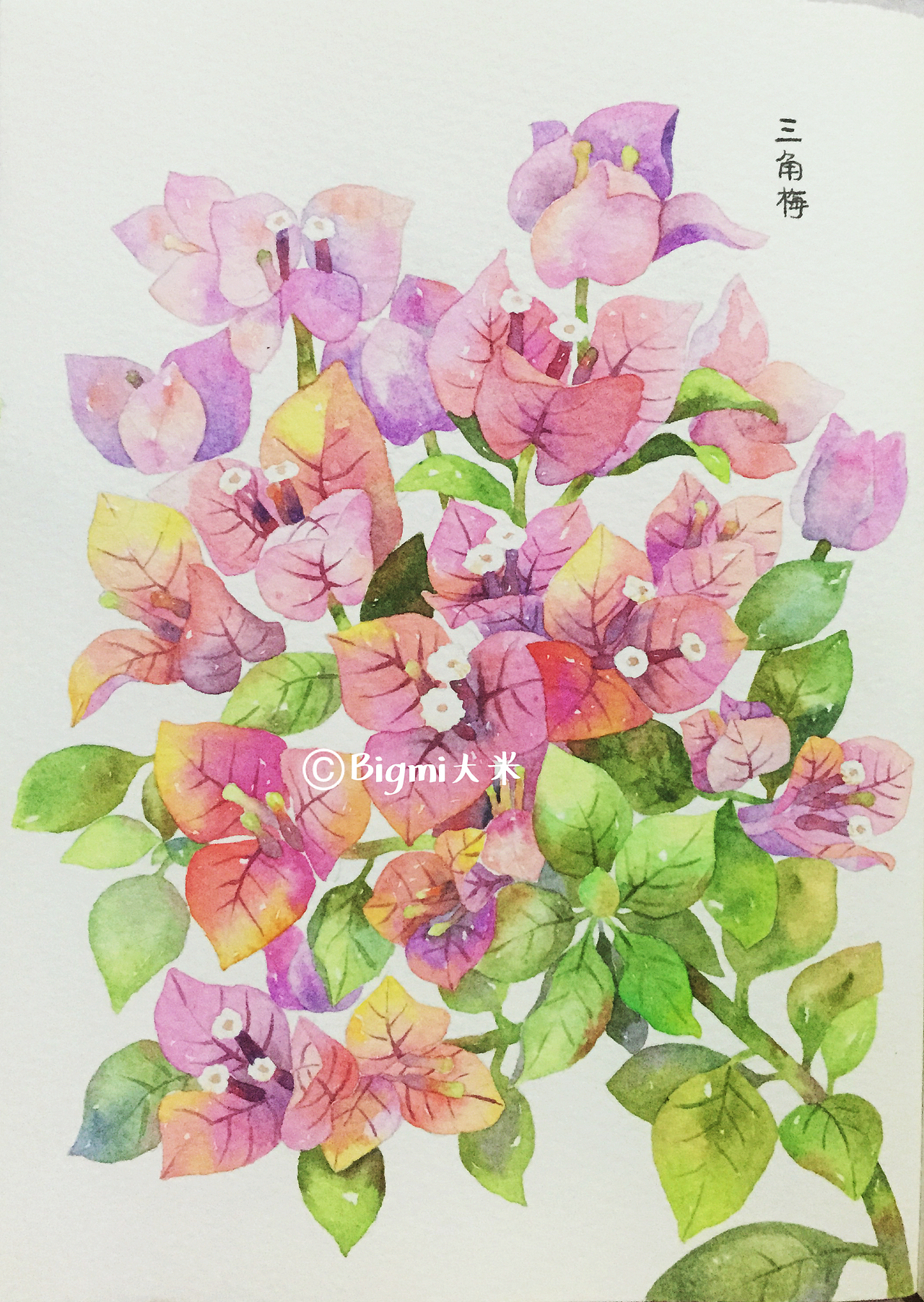 大米与花儿（图ZNTU3Njc1ODQ=） - 艺术插画 - 站酷设计师Bigmi大米原创素材 - 站酷ZCOOL