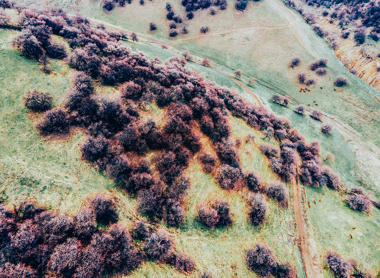 杏花沟里有杏花