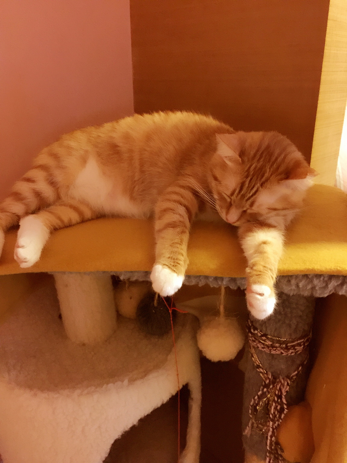 从前一只傲娇的猫叫咪傻~~~