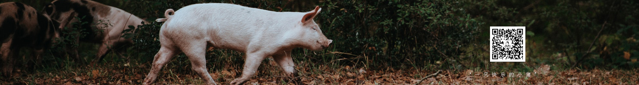 吳彥肥祖的個人主頁（封面預(yù)覽） - 主頁封面設(shè)置 - 站酷設(shè)計(jì)師吳彥肥祖原創(chuàng)素材 - 站酷ZCOOL