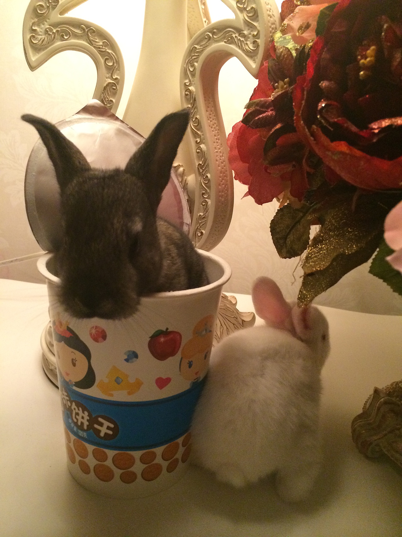 小灰小白和它们的宝贝（图ZNDYzNzY2MjA=） - 宠物摄影 - 站酷设计师绵羊团子原创素材 - 站酷ZCOOL