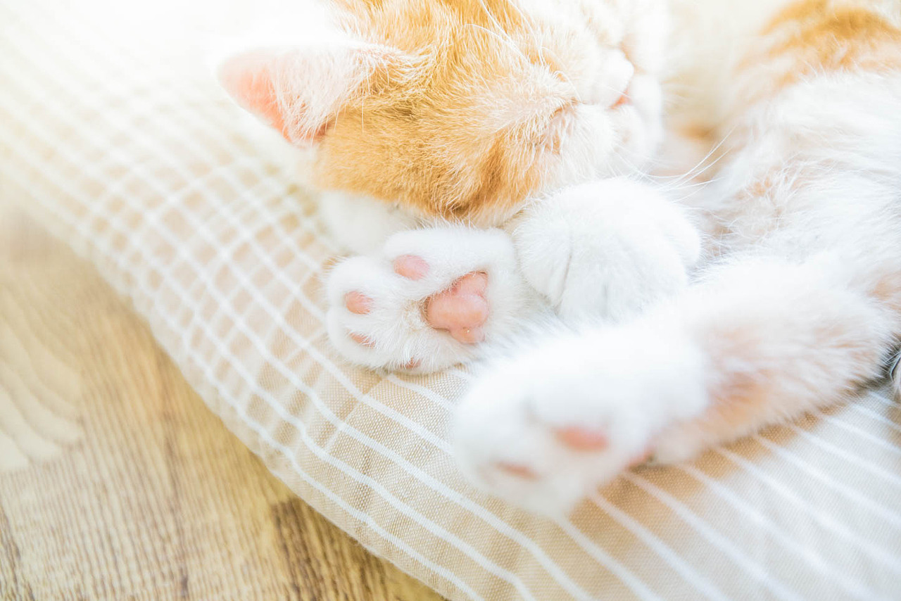 猫咖（图ZNjkyODQ3MzI=） - 宠物摄影 - 站酷设计师xubin1123原创素材 - 站酷ZCOOL