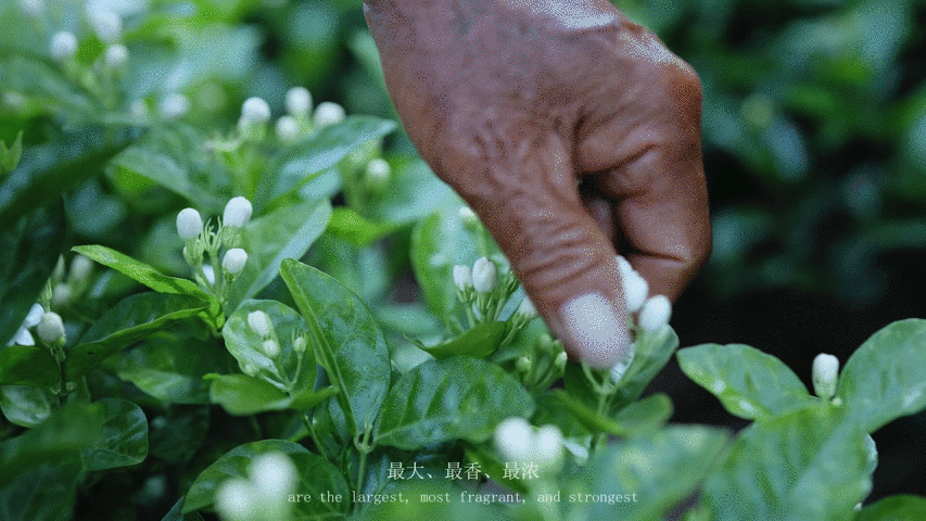 「东方纯净植物」三草两木溯源全案视觉