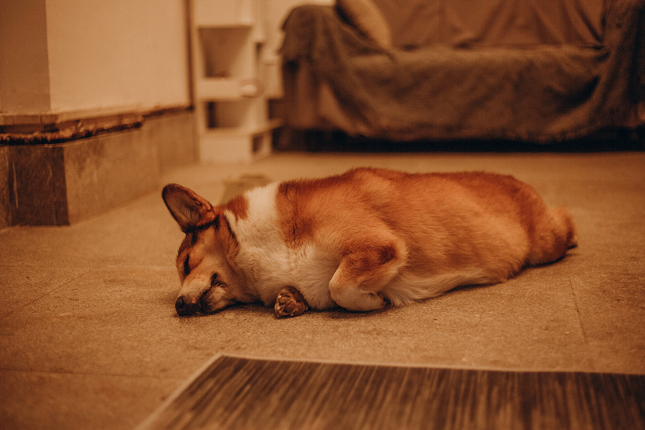 这些年拍过的柯基们小合集（图ZMzEzNzUyMDcy） - 宠物摄影 - 站酷设计师佳佳与可骑原创素材 - 站酷ZCOOL
