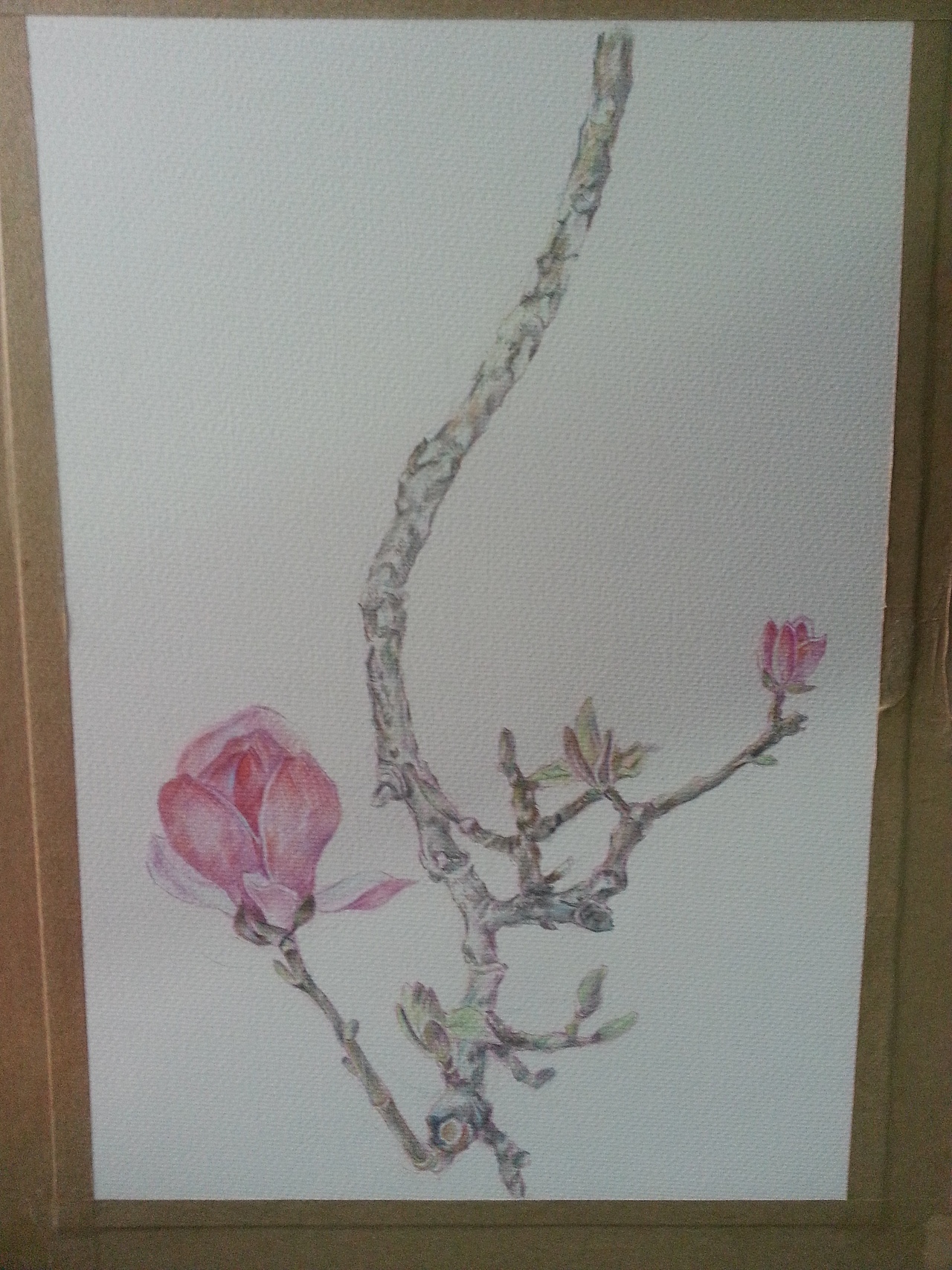 彩铅——玉兰花 (学自葱二)