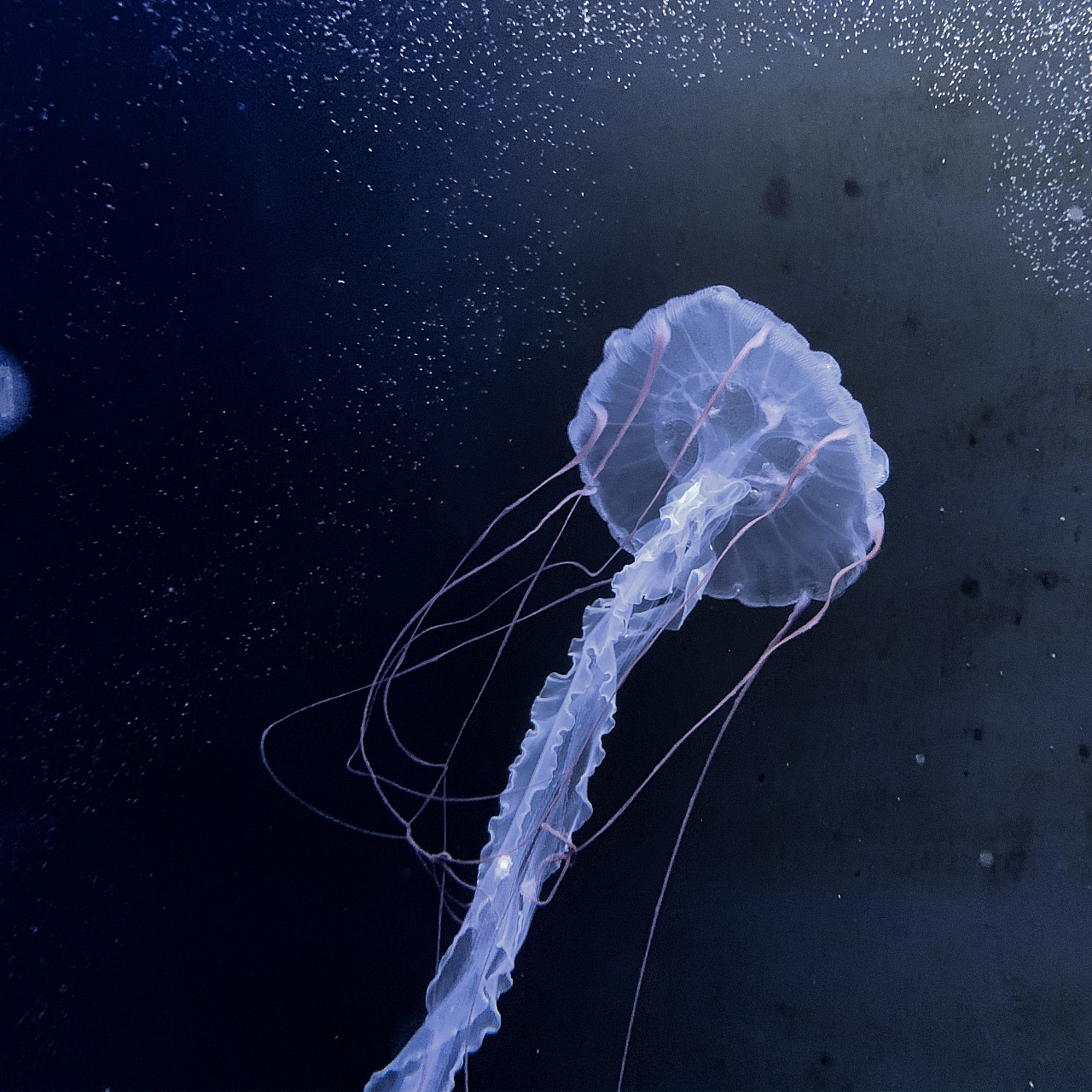 神秘海洋 梦幻精灵 ——水母主题展