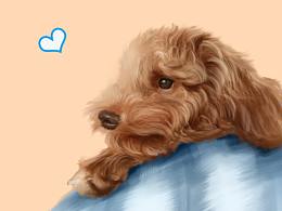 泰迪 寵物手繪 寵物頭像 寵物插畫 手繪約稿