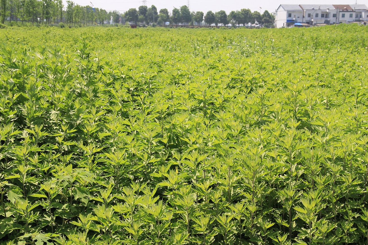 蕲春蕲艾种植基地端午蕲艾拍摄艾条艾叶艾草