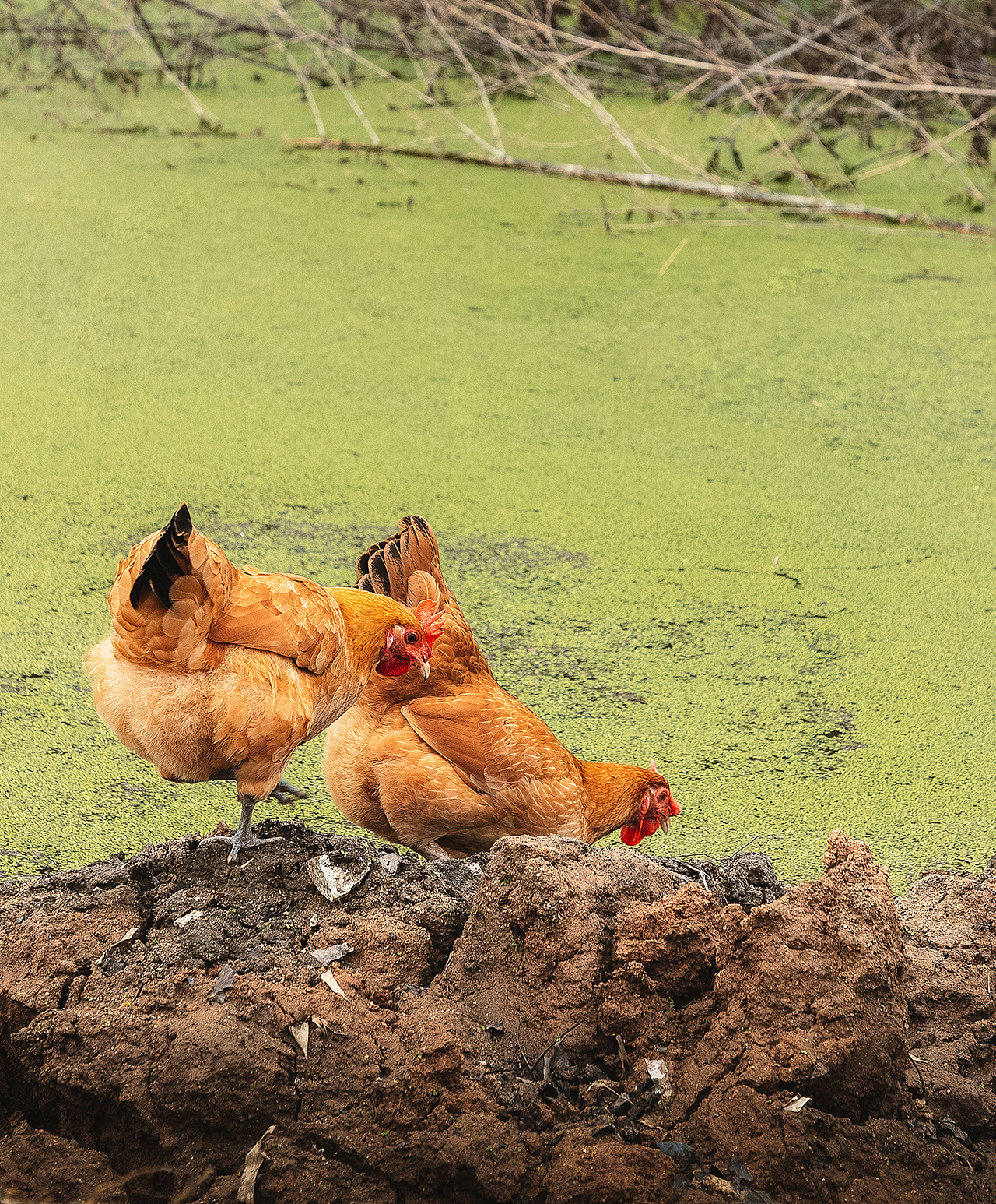 随处可见的农村场景（图ZMjI3MTIyNjQ0） - 人文/纪实摄影 - 站酷设计师我有条狗叫汤圆原创素材 - 站酷ZCOOL