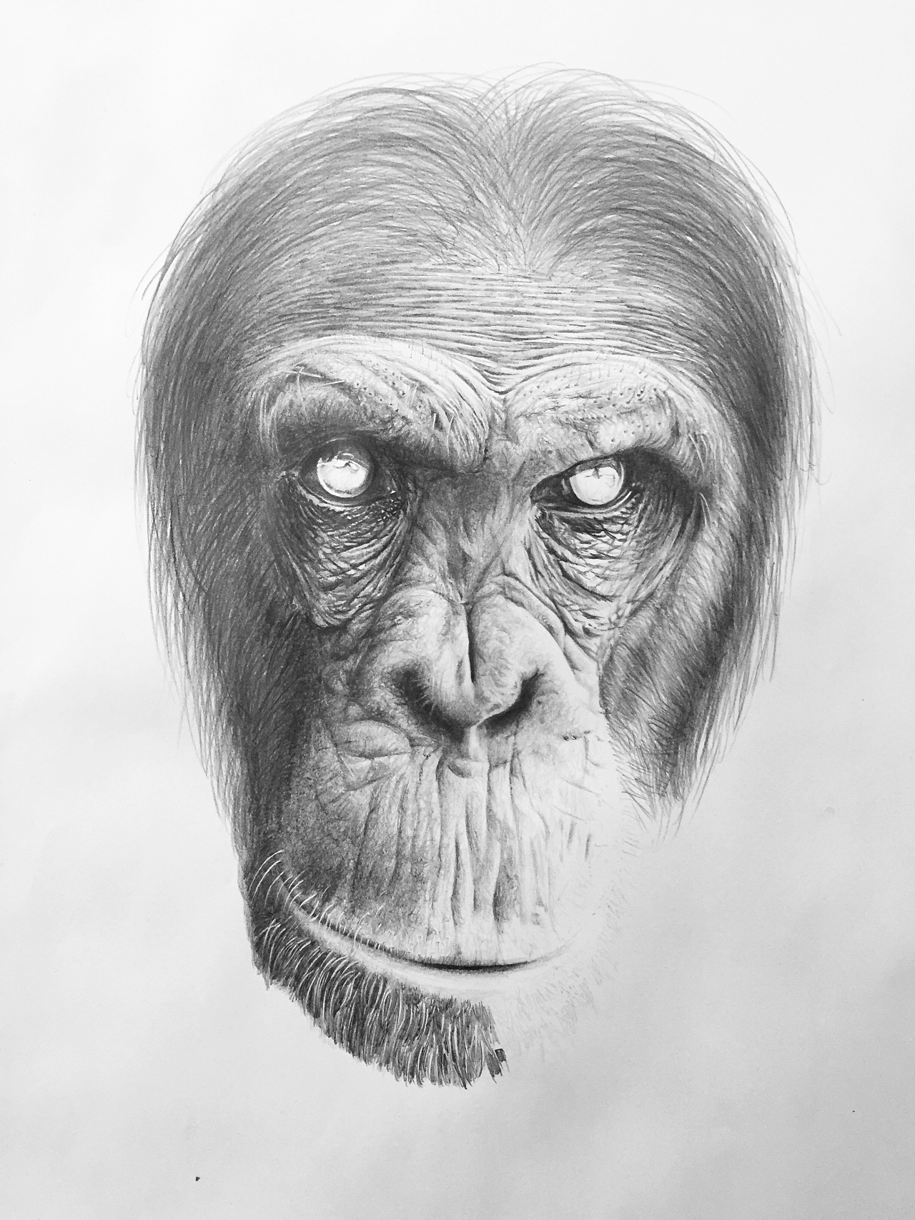 【素描】猩猩