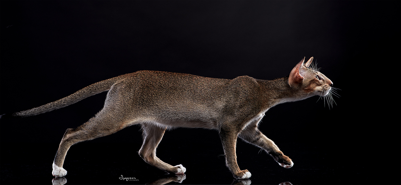 东方短毛猫天津影棚拍攝九月