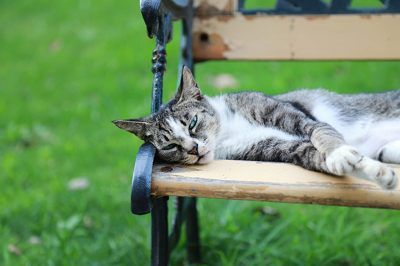 雅典娜你又霸占了整个椅子（图ZMzI1NTg2OTY=） - 宠物摄影 - 站酷设计师11ELEVEN原创素材 - 站酷ZCOOL