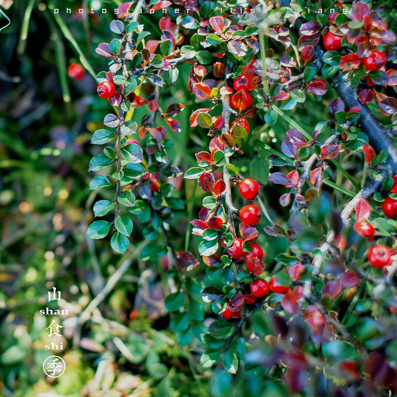 小品四季（图ZMTA4NTgyNDk2） - 产品摄影 - 站酷设计师挲lisa原创素材 - 站酷ZCOOL