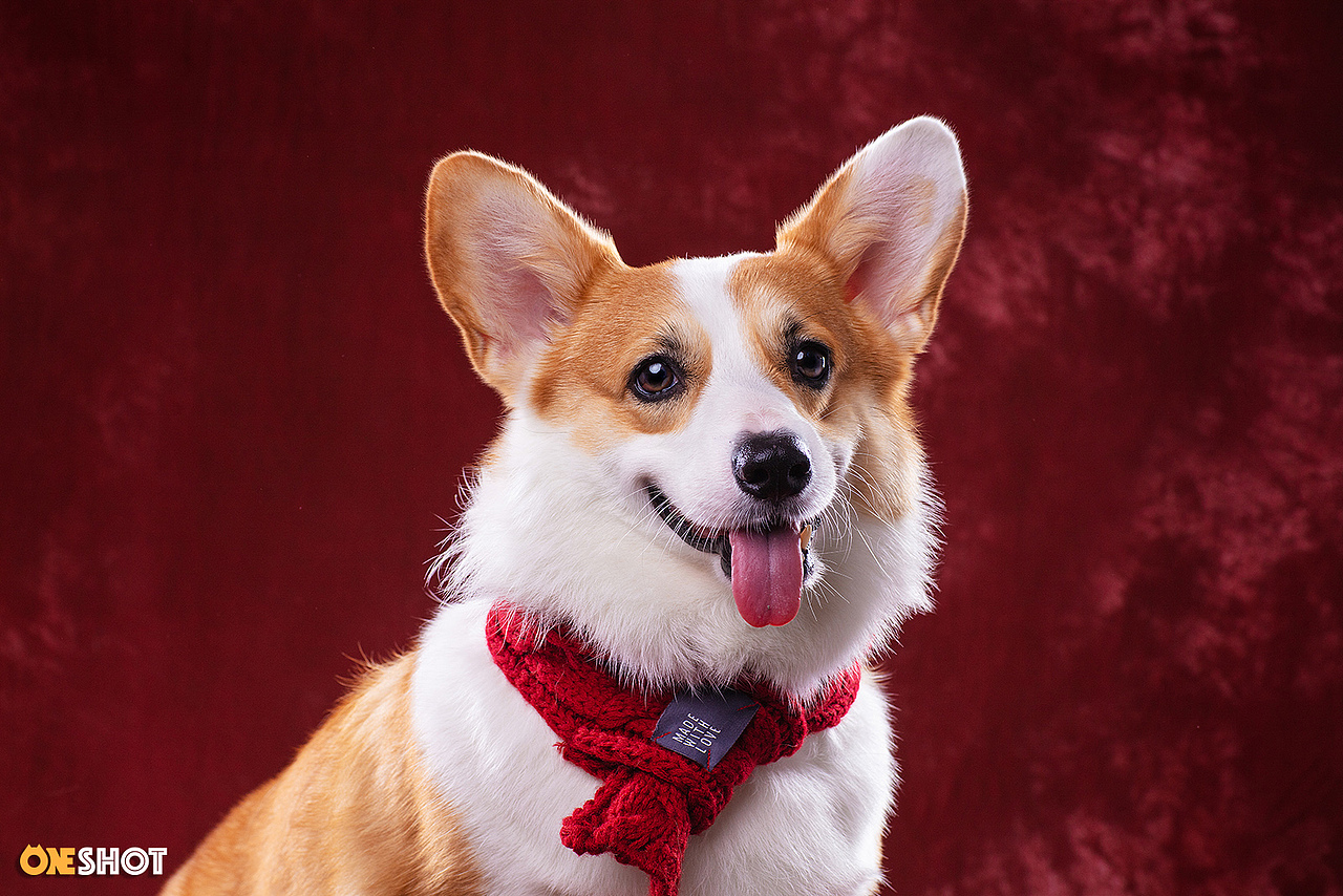 感受一下一只全速向你驶来的激萌小短腿（图ZMTc2NjExMzcy） - 宠物摄影 - 站酷设计师WildKay原创素材 - 站酷ZCOOL