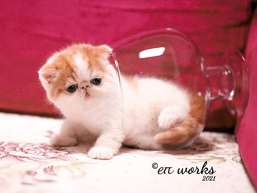 异国短毛猫