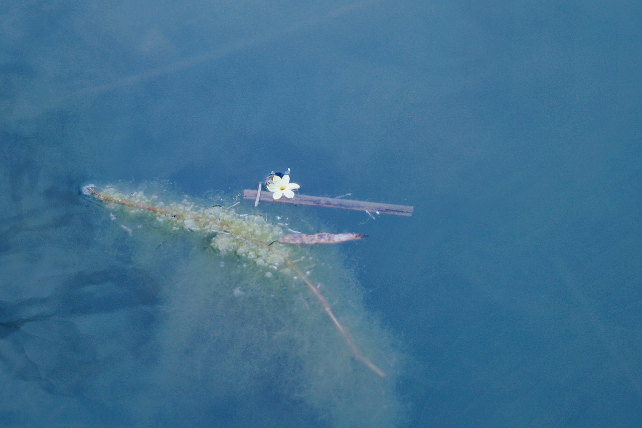 “沉入湖底能歇歇”